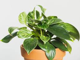 Philodendron birkin care philodendron birkin care is not a hectic task. How To Care For Philodendron Birkin Plant Index