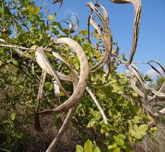 Image result for Dolichandrone alba