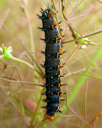 Image result for Rhamphicarpa