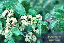 Image result for Ulmus
