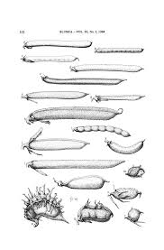 Image result for Microcharis angolensis