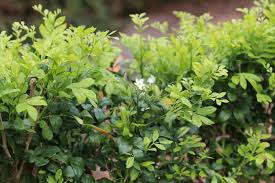 Image result for Murraya