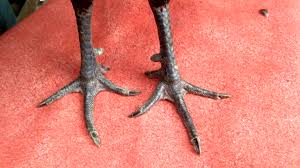 Pasca mabung win 4xtrah mesin 16 pukulan jilink kaki bersih pemukul (bervidio) (sold out). 50 Gambar Ayam Aduan Pukul Saraf