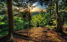 Forest Wallpaper Nature Landscape 13 Widewallpaper Info Free Hd Desktop Wallpapers For Widescreen High De Forest Wallpaper Forest Pictures Landscape Trees