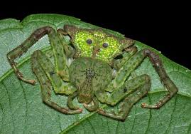 Flat Crab Spider Thomisidae Crab Spider Spider Arachnids Spiders
