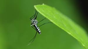 Aber es ist viel ernster als chikungunya und zika zusammen, sagt er. Zika Virus Risiko Fur Schwangere Onmeda De