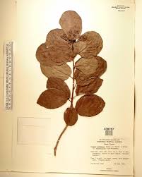 Image result for Premna serratifolia