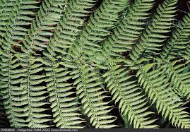 Image result for Cyatheaceae