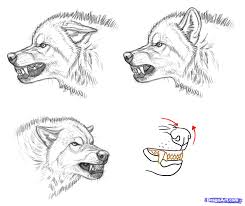 Three Stages Of An Angry Wolf Wolf Face Drawing Wolf Sketch Angry Wolf