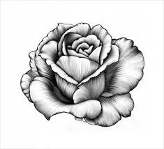 Pencil Drawings Of Flowers Pencil Drawings Of Flowers Flower Sketch Pencil Beautiful Flower Drawings