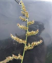 Image result for Echinochloa crus-pavonis