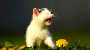 Sneezing is surprisingly common in cats, and in this post you'll discover common reasons siamese cats are known for their beautiful looks, friendly nature, and blue sparkling eyes. Living With Pet Allergies Apa Adoption Center