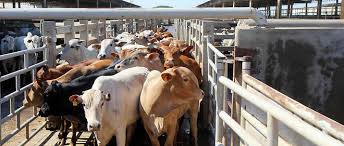 Cigale avale son foin avec appétit et constance, indifférente à l'agitation qui l'entoure et à son statut de « plus grosse vache du monde » : Ue Mercosur Au Bresil La Plus Grande Boucherie Du Monde Le Point