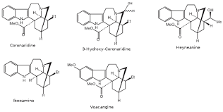 Image result for Tabernaemontana eglandulosa