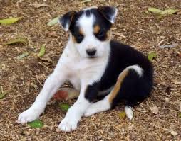 Pin On I Love Border Collies