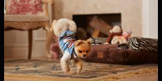 Dunyanin En Hizlisi Jiff Pomeranian Cinsi Sevimli Jiff Dunyanin Iki Ayak Uzerinde En Hizli Kosan Kopegi Unvani Ile Guinness Rekorlar Kitabi Na Girdi Yasam Guncel Haberler