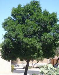 Image result for Fraxinus velutina