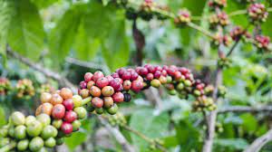 Drip Irrigation For Coffee Plantations Irrigazette