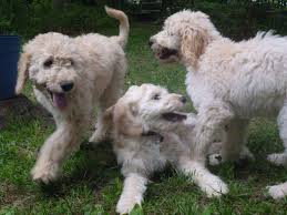 He is calm, friendly and loyal. 13 Week Old Goldendoodle Puppies Goldendoodle Puppy Goldendoodle Cute Puppies