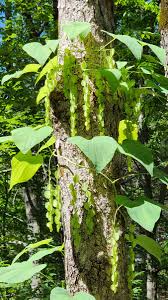 Image result for Dioscoreaceae