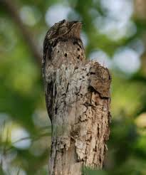 Common Potoo Camouflaged On A Stump Best Camouflage Potoo Bird Nocturnal Birds