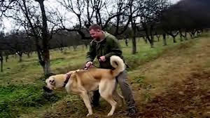 Kangal Vs Kangal 2015 Dailymotion Video