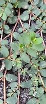 Image result for Euphorbia prostrata