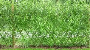 Haies vivantes tressées en losanges, plessis, fascines, cabanes, tontines, pots tressés : Haie D Osier Ma Maison Intelligente