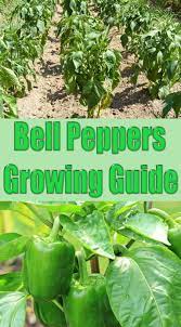 Bell Peppers Growing Guide Tomaten Anbauen Garten Landschaftsbau Anbau