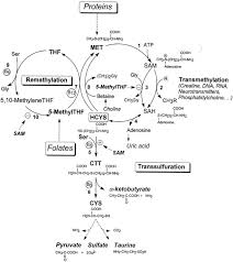Impaired Homocysteine Metabolism And Atherothrombotic Disease Laboratory Investigation