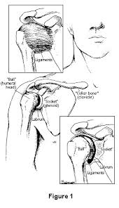 Image result for Shoulder Instability Exam