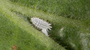 From drain and fruit flies to gnats and house flies, there's no short supply of these hovering home invaders. How To Identify Kill Control Mealybugs In Your Garden Ortho
