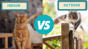 I assume that my cat does not produce necessary enzymes that can break down cellulose and like fructose and stuff, but i can't seem to find an exact answer anywhere on the internet. Indoor Cats Vs Outdoor Cats Cat Sitter Toronto Inc