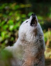 Последние твиты от howling for wolves (@howling4wolves). Full Wolf Moon Northwest Trek