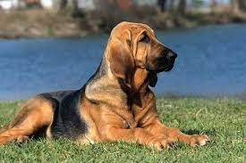 Advertise, sell, buy and rehome basset hound dogs and puppies with pets4homes. 10 Popular Hound Dog Breeds Both Big And Small Daily Paws