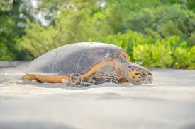 Image result for Selaginella imbricata