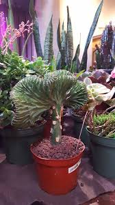 Each issue contains a variety of articles on cacti and succulents, with some guest plants as well. Stuck On Cactus Sale In New Larger Aurora Venue Features Plethora Of Vendors And Plants Gazette Com