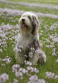 40 Medium Sized Dog Breeds That Are The Perfect First Pet For Any Family Bearded Collie Best Medium Sized Dogs Medium Sized Dogs Breeds
