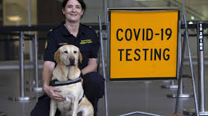 Opening days and times vary. Adelaide Airport Begins Covid 19 Detector Dog Trial