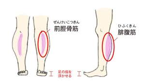 ふくらはぎが太い人の8割は間違った歩き方に原因があった 脚やせクイーン ふくらはぎが太い女子の脚やせレシピ ふくらはぎ 脚やせ ダイエット ふくらはぎ ダイエット