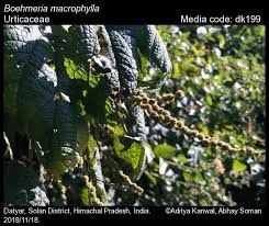 Image result for Boehmeria macrophylla