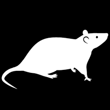 Commercial pest control in nyc with a top exterminator. Residential Commercial Pest Control Sanitizing Disinfecting Services A1 Exterminators Lynn Ma Ants Termites Bed Bugs Rodents