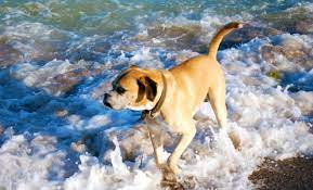 South padre island, tx 78597. 3 Dog Friendly Texas Beaches Welcoming To Our Furry Friends
