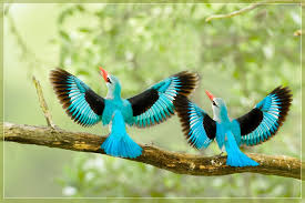 Eagles birds prey masters at heights sky clouds roc sun animals photo wallpaper hd for desktop mobile phones tablet and laptop 3840×2400 1920x1200px tom and jerry heroes cartoons desktop hd wallpaper for mobile phones tablet and pc 1920×1200 Free Download Beautiful Birds Wallpapers Birds Pictures Cute Birds Wallpapers 1024x683 For Your Desktop Mobile Tablet Explore 50 Beautiful Exotic Birds Photos Wallpaper Bird Screensavers And Wallpaper Birds Wallpaper
