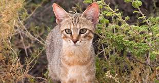 ‪The origins of cats - International Cat Care‬‏