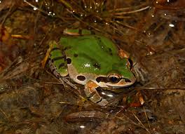Frog's song of soul is one of the three songs that can be learned in link's awakening. South Carolina Frogs And Toads The Frog Lady
