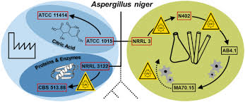 Niger can be isolated from almost any type of stored commodity. Comparative Evaluation Of Aspergillus Niger Strains For Endogenous Pectin Depolymerization Capacity And Suitability For D Galacturonic Acid Production Springerlink