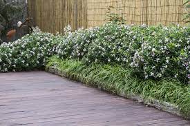 The fragrance is really strong in the morning. Pin On Hedging Plants