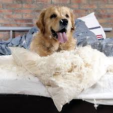 Don't let him ruin it anymore and read on to learn why it happens, as well as how to stop him from doing it again! Why Do Dogs Dig In Their Beds