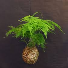 Image result for Asparagus setaceus